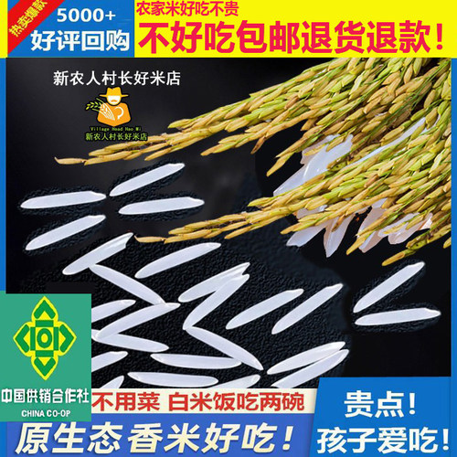 2025年当季新米煲仔饭农家大米蛋炒饭猫牙香米长粒香米丝苗米油粘 - 图0