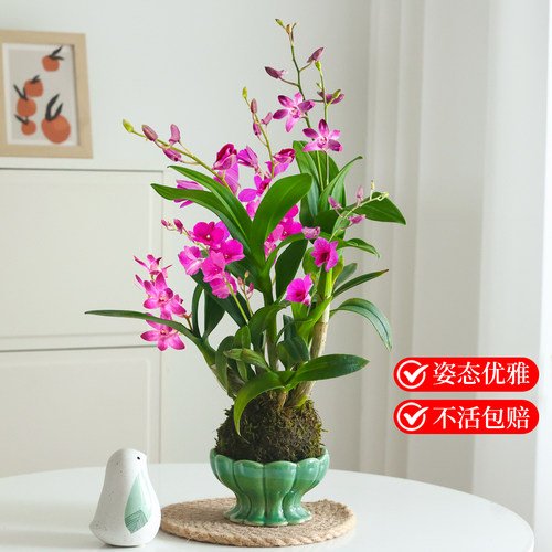 水培植物石斛兰小盆栽带花苞苔藓球绿植花卉花苗室内桌面兰花盆景 - 图1