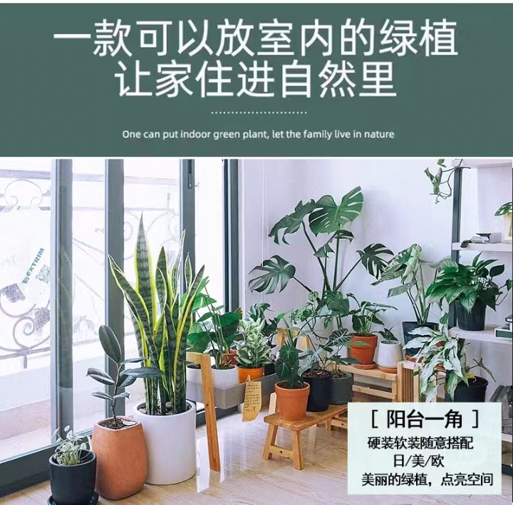 金边虎皮兰大盆栽客厅绿植新房吸甲醛室内大型植物办公室花卉虎尾 - 图1