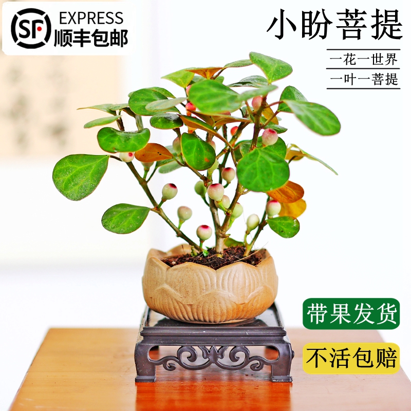 小盼菩提树盆栽植物室内花卉禅意办公室桌面绿植耐阴小叶紫檀盆景 - 图3