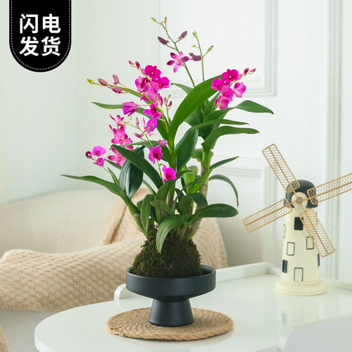 水培植物石斛兰小盆栽带花苞苔藓球绿植花卉花苗室内桌面兰花盆景 - 图0