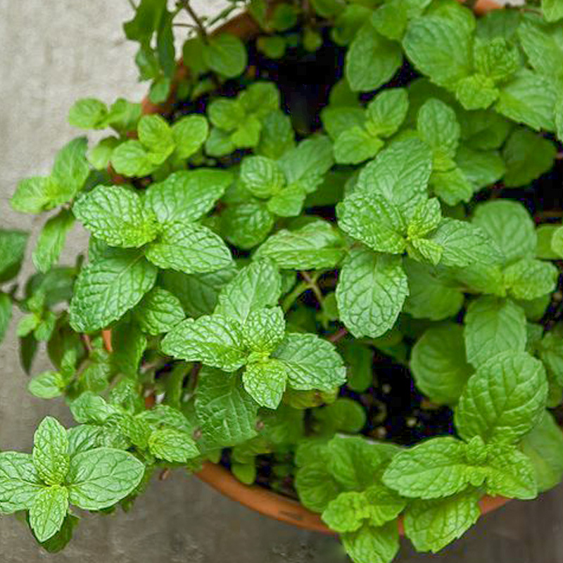 薄荷种子可食用驱蚊虫猫薄荷种籽孑四季种植室内室外阳台种子种苗 - 图2