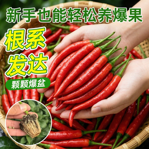 正宗小米椒苗辣椒苗四季盆栽高产朝天椒苗野山椒苗批发蔬菜苗大全 - 图0
