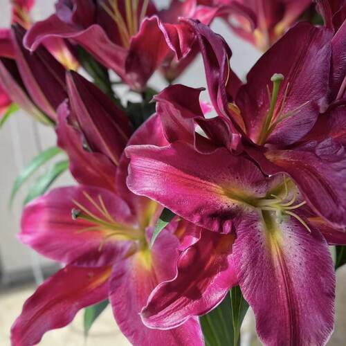 红色香水百合鲜花插花云南基地直发客厅摆设供佛水养真花氛围装饰 - 图2