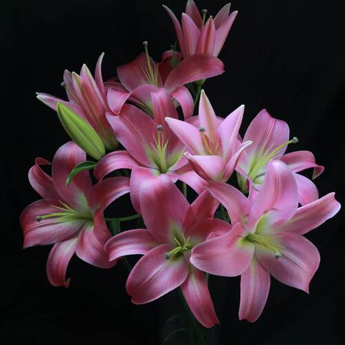 粉色香水百合鲜花插花云南基地直发客厅摆设供佛真花新年氛围装饰 - 图3
