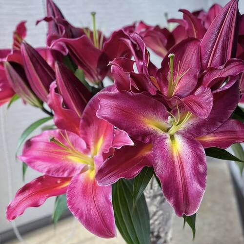 红色香水百合鲜花插花云南基地直发客厅摆设供佛水养真花氛围装饰 - 图3