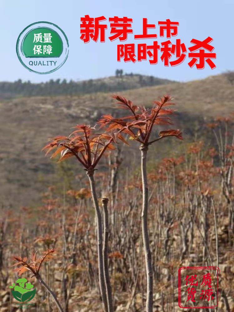 香椿芽新鲜嫩芽采摘现摘现发露天红油野生红叶叶菜头茬包邮椿芽 - 图0