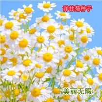 Ji Xiaoju Seeds All Season Open WJO Flower Easy To Live Flower Seed Marigold Balcony Courtyard Potted Out of Room Chill Flower Chamomile