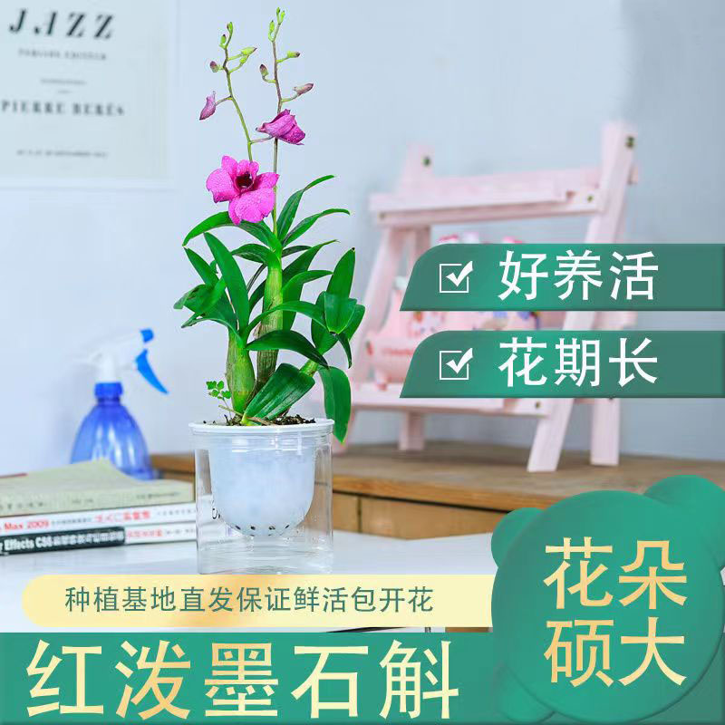 现带多花发货 红泼墨石斛带花苞 特价 室内盆栽花卉绿植 - 图0