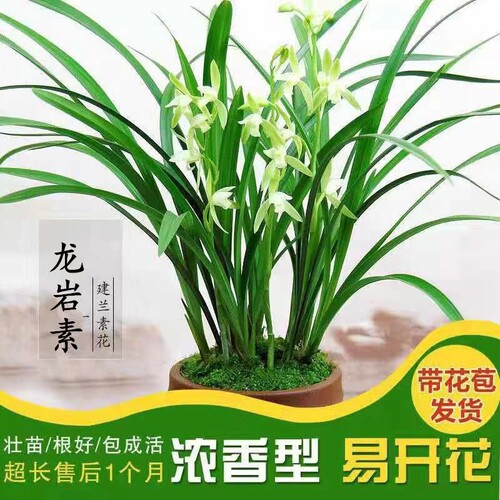 建兰名贵兰花苗带花苞 龙岩素 大凤素 香水味兰花绿植盆栽花卉 - 图2