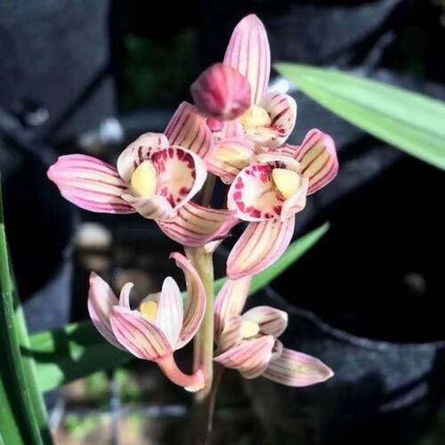 特香兰花铭品天仙素夏带花苞建兰四季兰盆栽客厅花卉植物室内花 - 图1