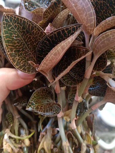 福建南靖品种 金线莲种苗 组培苗瓶苗 红霞 盆栽绿植厂家直供包邮 - 图1