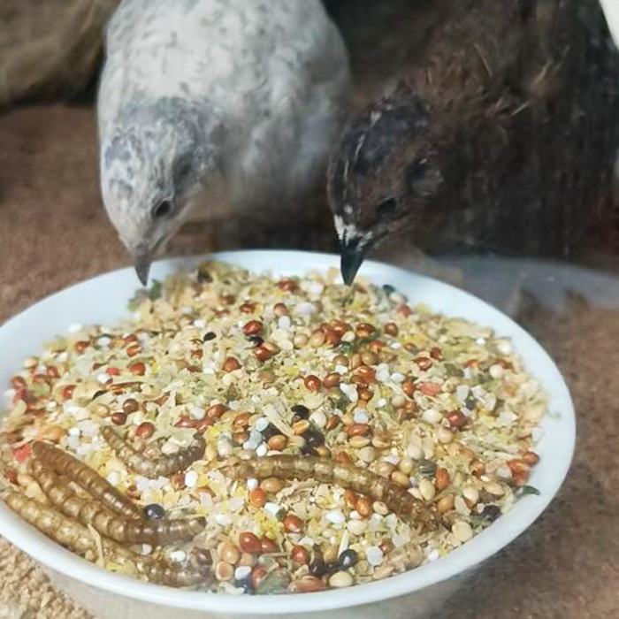 【咕星人】芦丁鸡饲料专用产蛋食物卢丁鸡的面包虫食粮小鸡开口育-图3