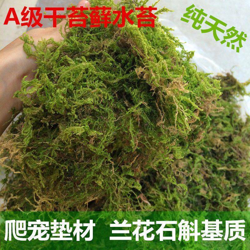 新疆西藏包邮干苔藓水苔蝴蝶兰石斛兰花青苔乌龟蜥蜴蛇冬眠垫材保 - 图2