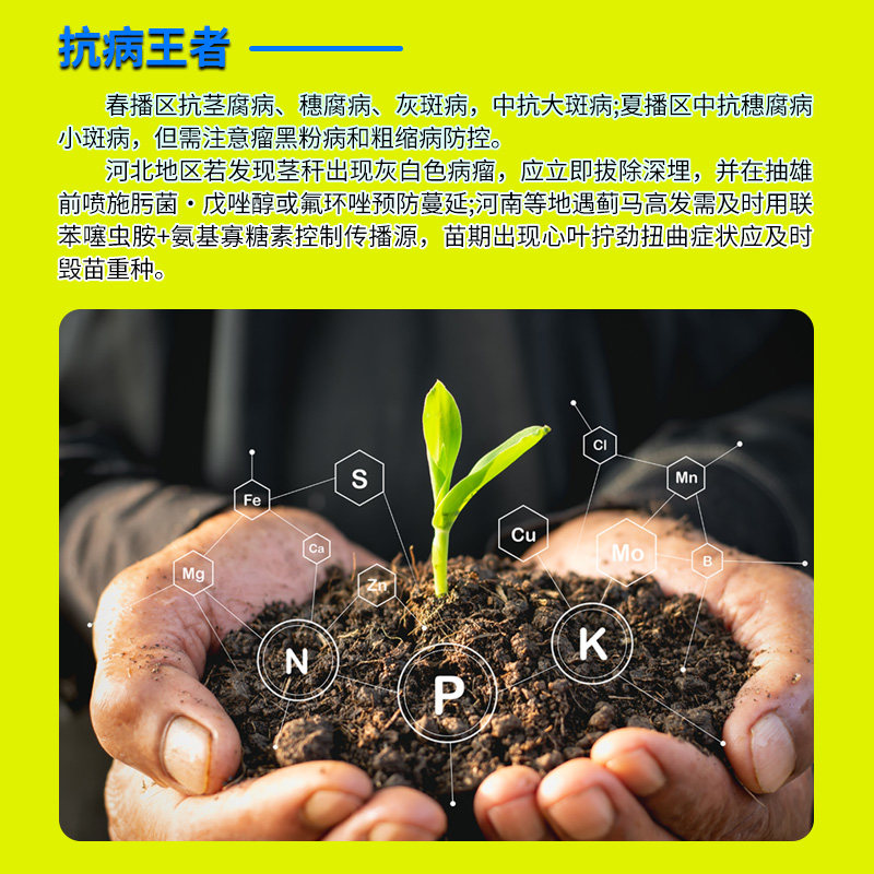 丰乐农化国审MC121玉米种杂交种子大棒抗病大田玉米原装正品,淘宝优惠券,粉丝福利购,淘宝优惠卷