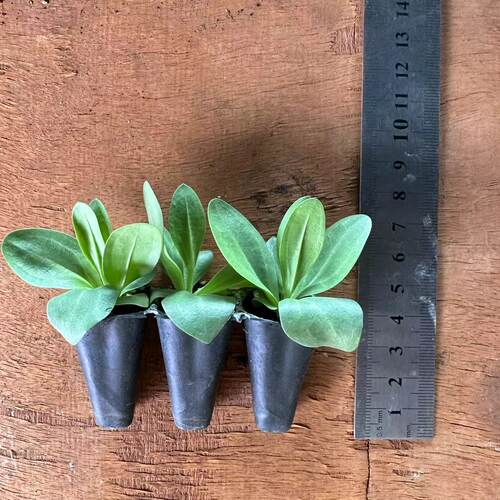 包装带穴盘云南直销重瓣洋桔梗小花苗开花机器切花多年生耐寒耐热 - 图1