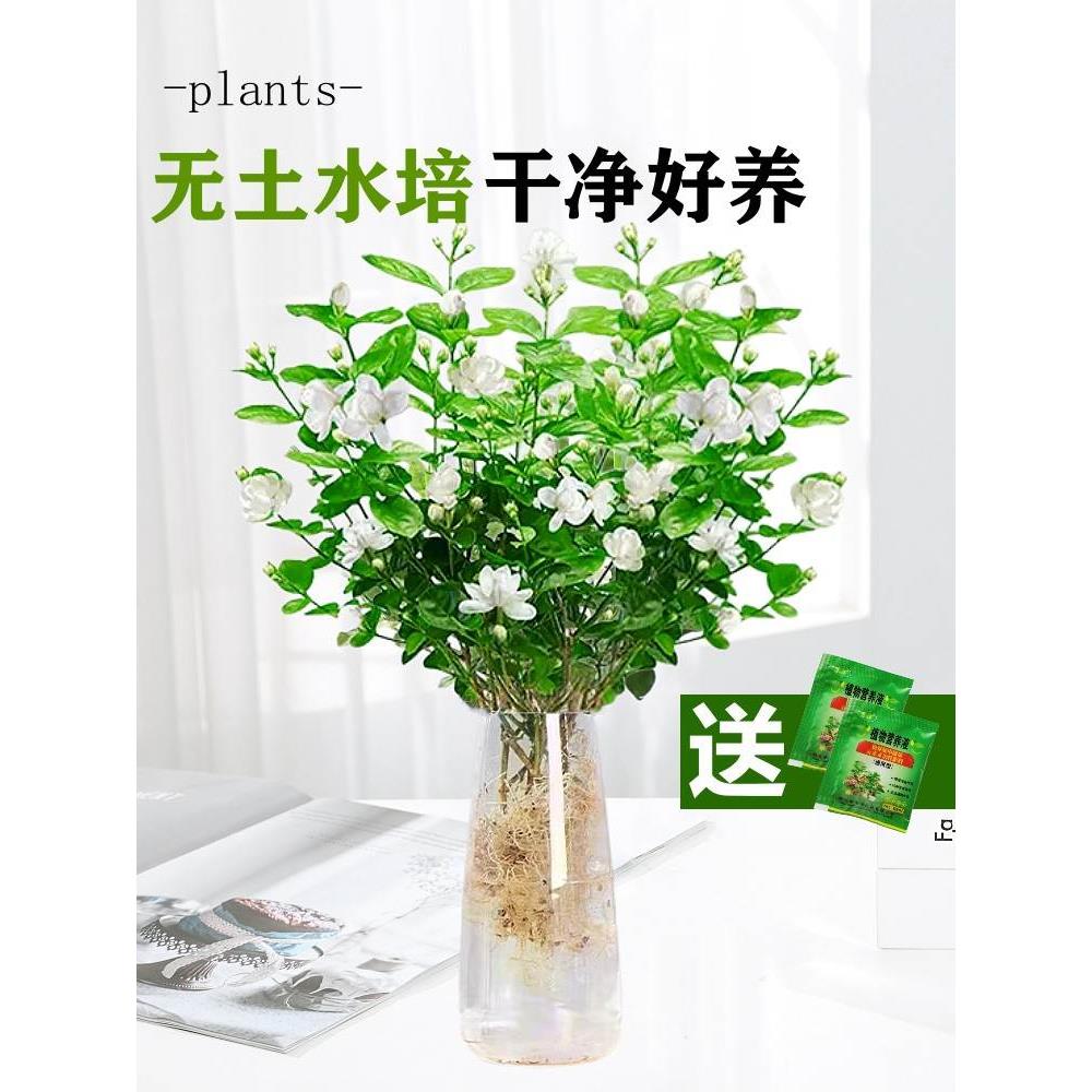 茉莉花水培植物盆栽办公室内桌面好养懒人鲜花绿植九里香水养花卉 - 图1