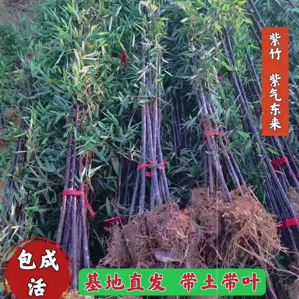 たけのこ 苗 1株 6月発送 シホウチク 国華園 家庭菜園 山菜苗 有用植物苗 自給自足 当店は最高な サービスを提供します シホウチク