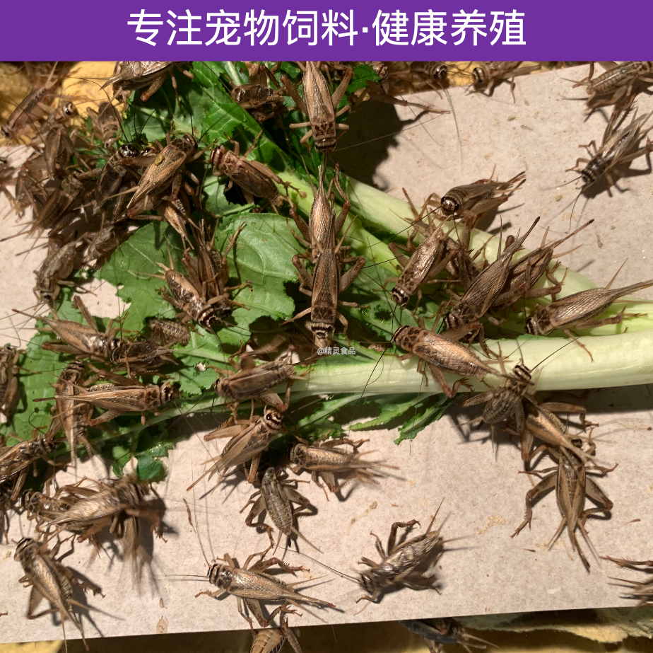 白蟋蟀蛐蛐活体饲料油葫芦针头守宫鬃狮树蛙龙鱼蜘蛛画眉爬宠食物-图1