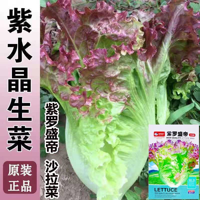 沙拉盛帝紫罗生菜种籽蔬菜种子四季播阳台盆栽耐抽苔蔬菜种籽-图3