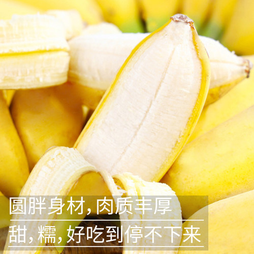 正宗广西小米蕉香蕉新鲜水果当季整箱苹果蕉自然熟甜小芭蕉粉蕉绿 - 图0