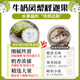 Purely sweet and not sour ice cream with the taste of custard apple