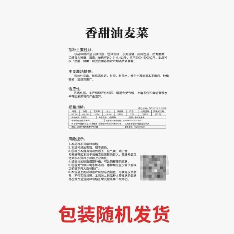 油麦菜种子春秋四季青菜阳台高播种盆栽田园产红叶油麦菜蔬莱种子 - 图3