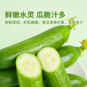 东方甄选水果黄瓜新鲜生吃当季蔬菜时令生鲜无刺小黄瓜整箱