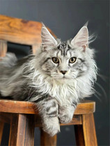 Burmese cat young cat pure breed Russian silver tiger brown tiger ash Burmese cat-long fur cat giant cat living pet cat