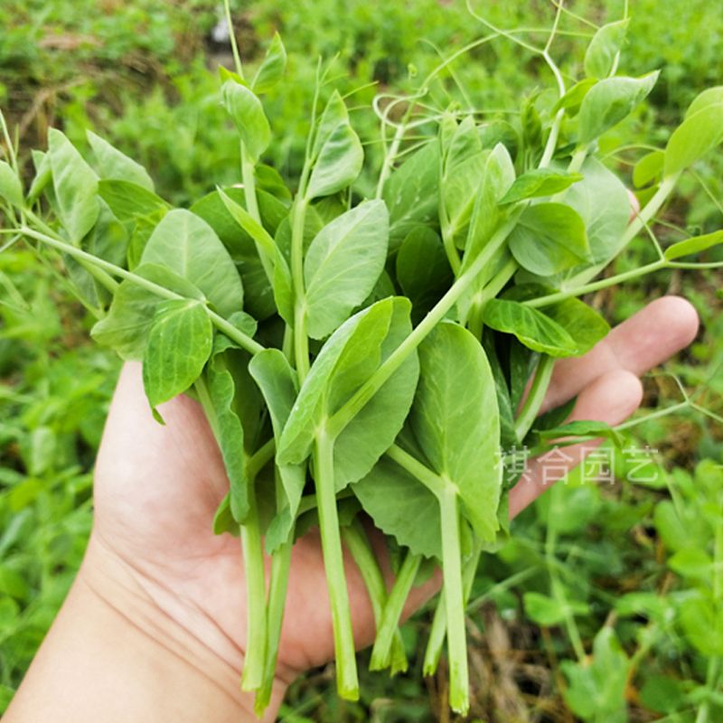 云南黑芽豌豆尖种子吃苗尖豌豆种吃米长寿仁豆种吃夹荷兰豆种子