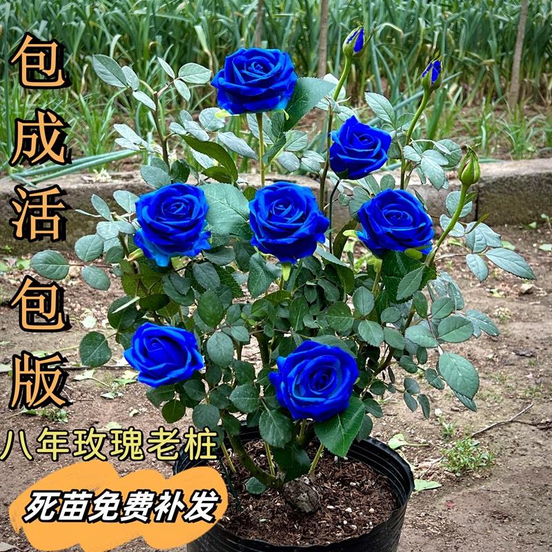 正宗云南玫瑰花苗5年老根大苗浓香观花植物月季蔷薇四季吸色效果 - 图0