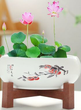 金钱草盆缸无孔水仙花睡莲一叶