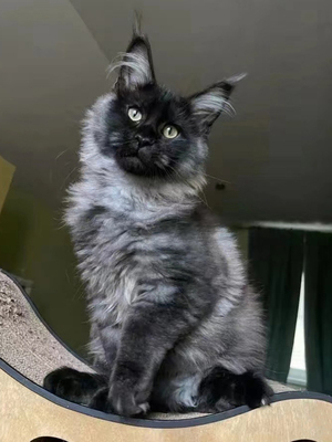 纯种缅因猫幼猫猫舍巨型缅因银虎斑烟灰红虎斑活体猫幼崽赛级血统