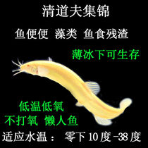 Clean workfish eat fish pond manure Fish Watch Fish Cold Water Fish Clean Fish Tools Fish Practice Hand Fish Gold Loach