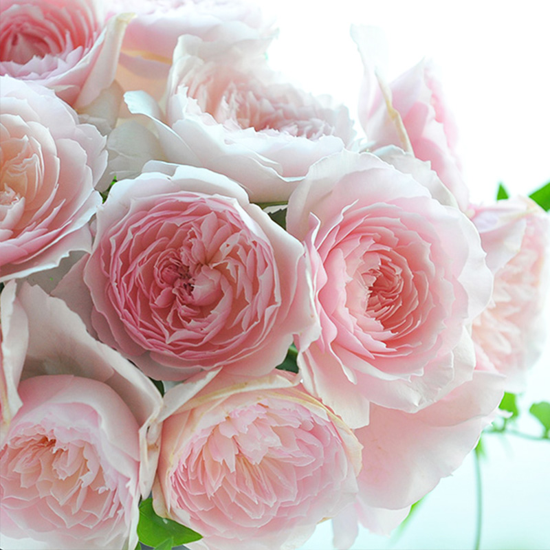 有寻植物 月季盆栽爬藤果汁阳台粉色龙沙宝石蓝色阴雨多季开花苗,淘宝优惠券,粉丝福利购,淘宝优惠卷