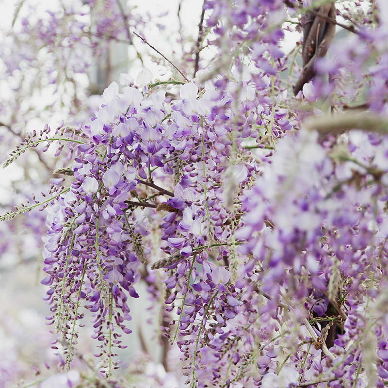 有寻植物 紫藤普罗旺斯花苗树苗盆栽爬藤多季开花庭院花墙拱门花 - 图1