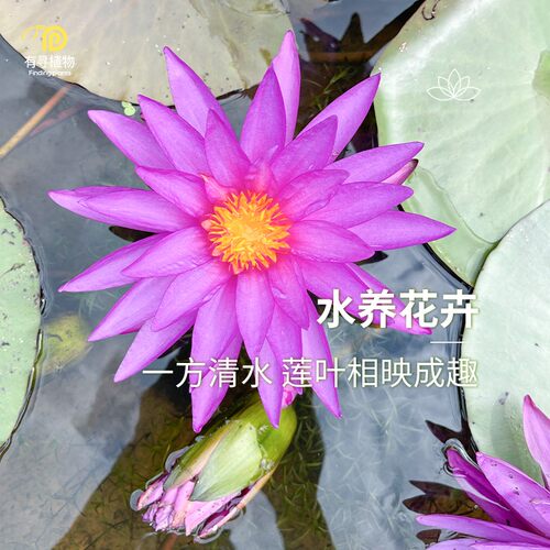 有寻植物睡莲水培植物四季室内花卉莲花水生块根栽水培植物庭院 - 图0