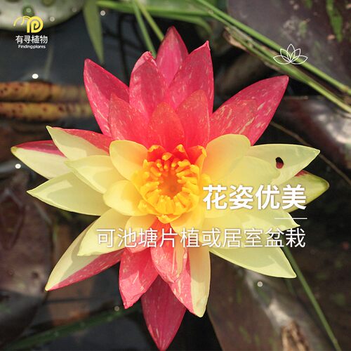 有寻植物睡莲水培植物四季室内花卉莲花水生块根栽水培植物庭院 - 图1