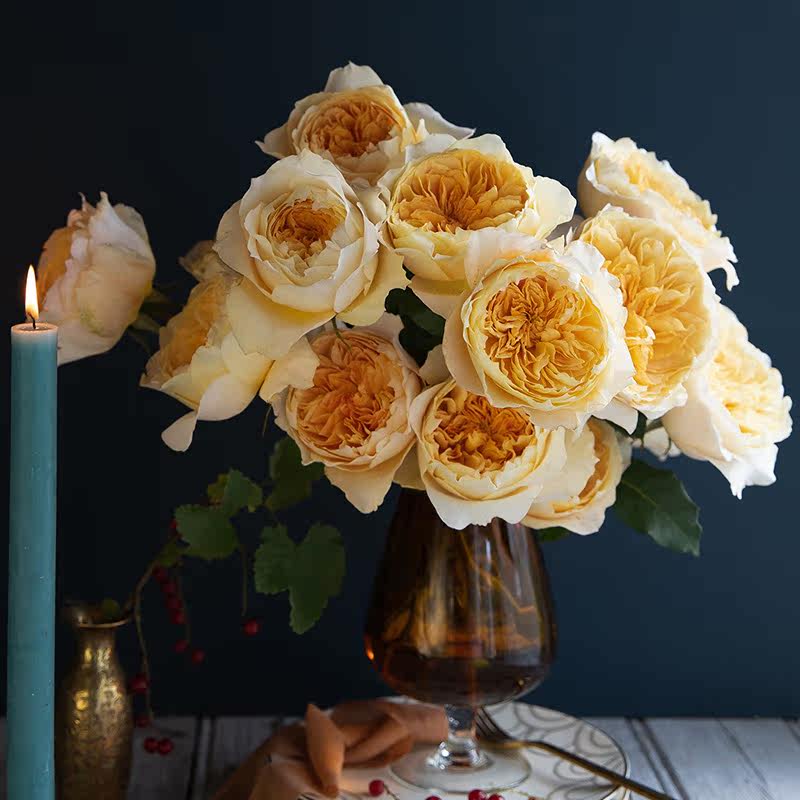 有寻植物月季花卉小苗盆栽庭院阳台爬藤攀援多季节开灌木藤本耐热,淘宝优惠券,粉丝福利购,淘宝优惠卷