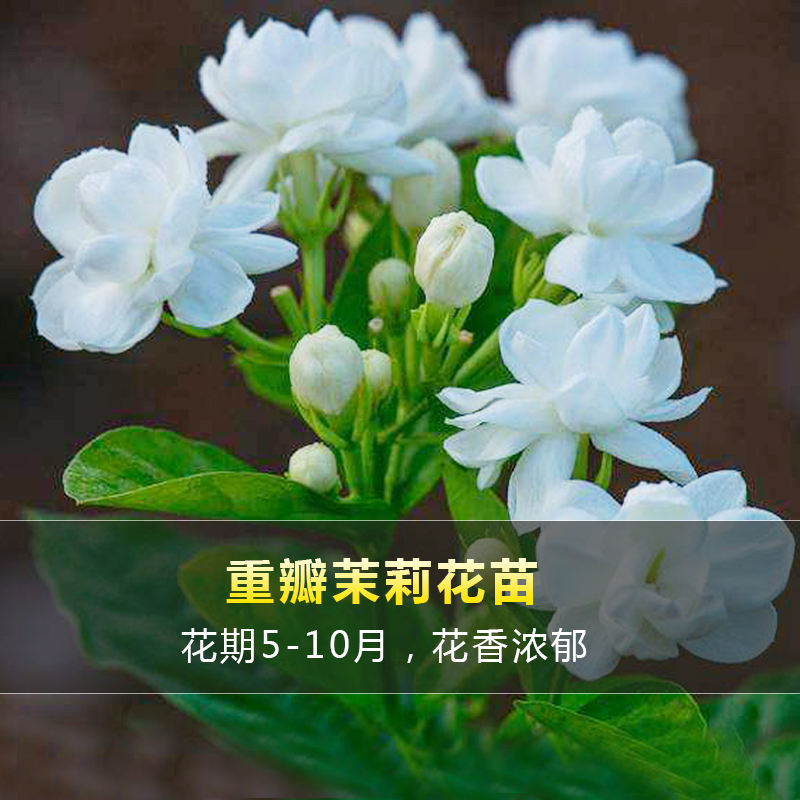 重瓣茉莉花苗室外绿植阳台花卉盆栽四季开花庭院窗台观花植物老桩 - 图0