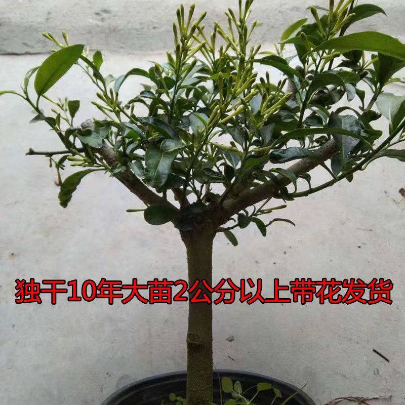 夜来香花苗盆栽阳台庭院夏季驱蚊香草树苗夜来香植物花卉带花发货,淘宝优惠券,粉丝福利购,淘宝优惠卷