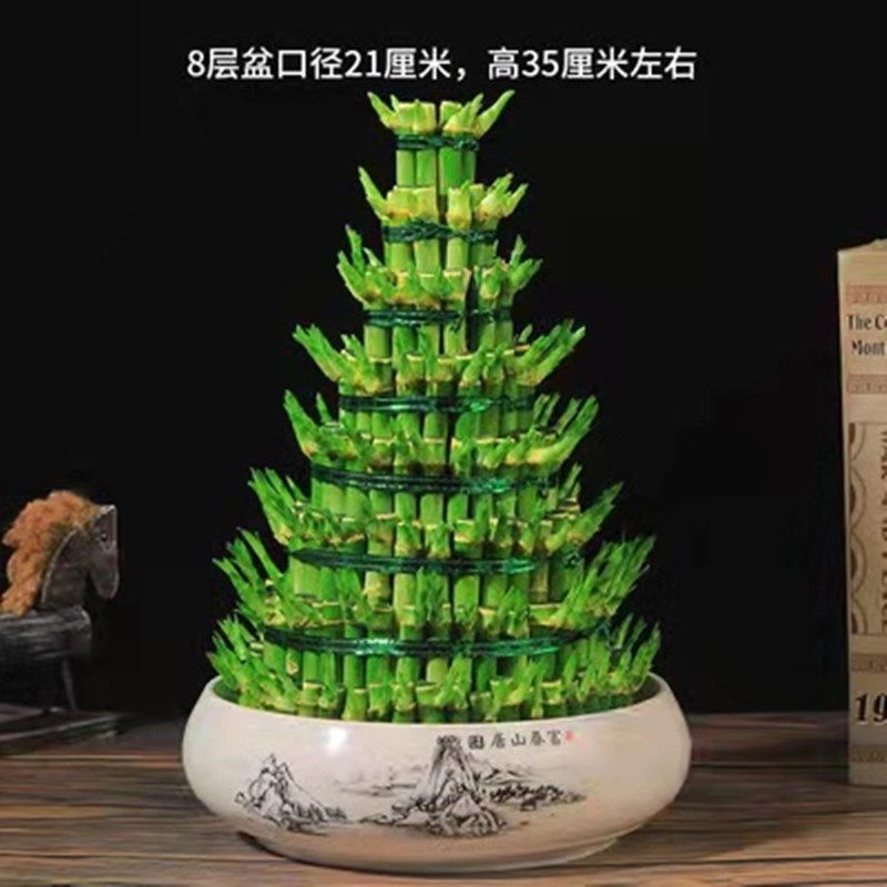 节节高富贵竹塔水培水养植物盆栽竹子观音竹发财富贵竹宝塔竹开运,淘宝优惠券,粉丝福利购,淘宝优惠卷
