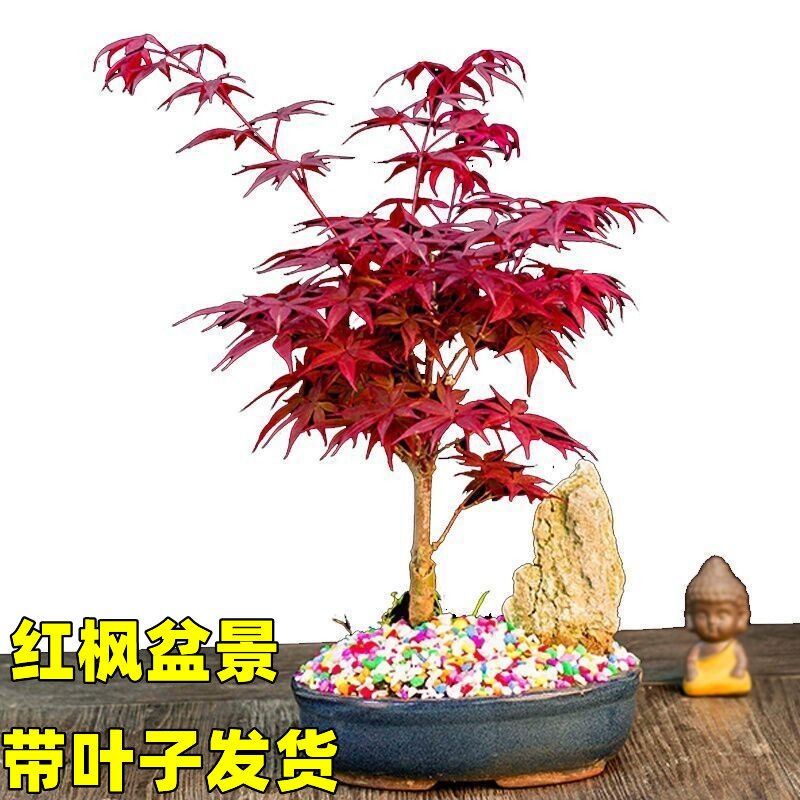 日本红枫盆景老桩矮霸红舞姬客厅办公桌四季花卉植物室内盆栽树苗,淘宝优惠券,粉丝福利购,淘宝优惠卷
