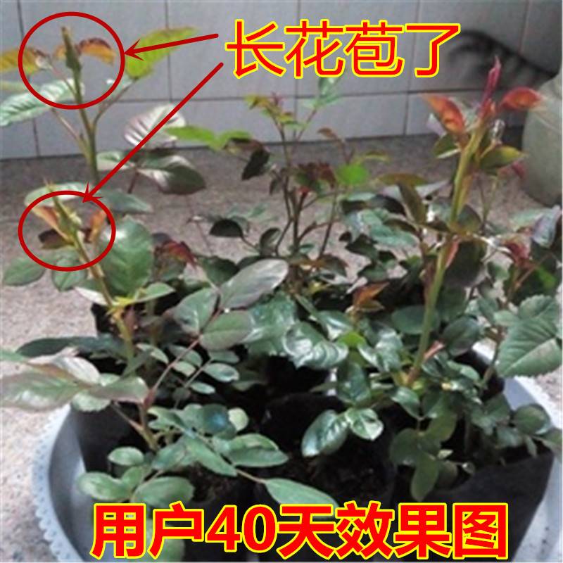13.8元10棵玫瑰花苗盆栽树苗四季开花花卉植物大花月季花苗扦插苗 - 图1