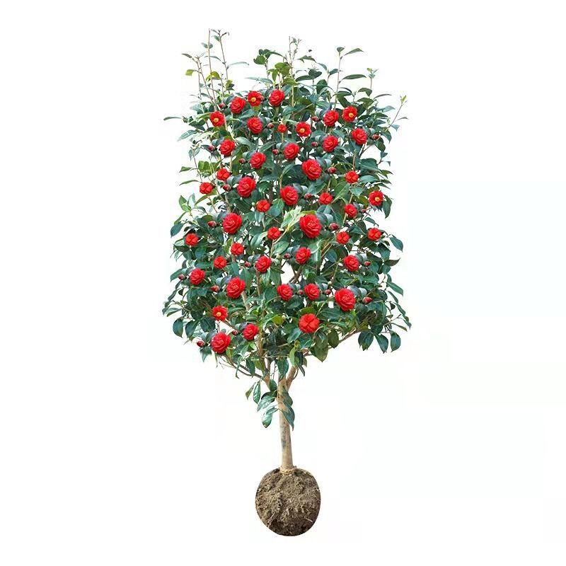 耐寒山茶花树苗庭院别墅耐冻茶植物室外绿植大型盆栽四季常青花卉,淘宝优惠券,粉丝福利购,淘宝优惠卷