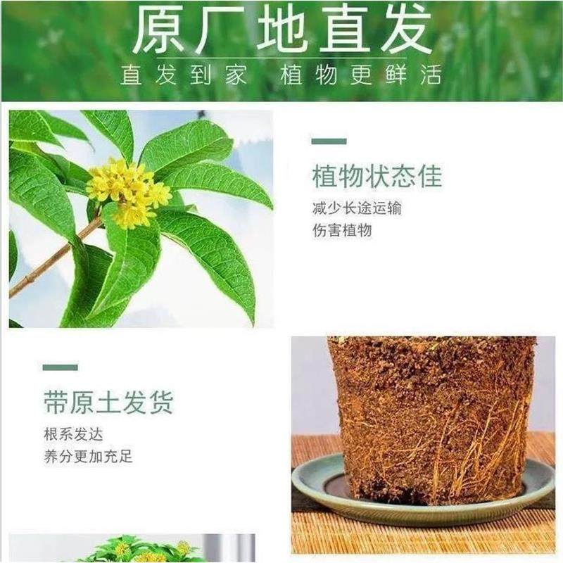 金桂花树苗桂花苗盆栽嫁接苗四季桂室内外浓香型阳台花卉绿植庭院,淘宝优惠券,粉丝福利购,淘宝优惠卷