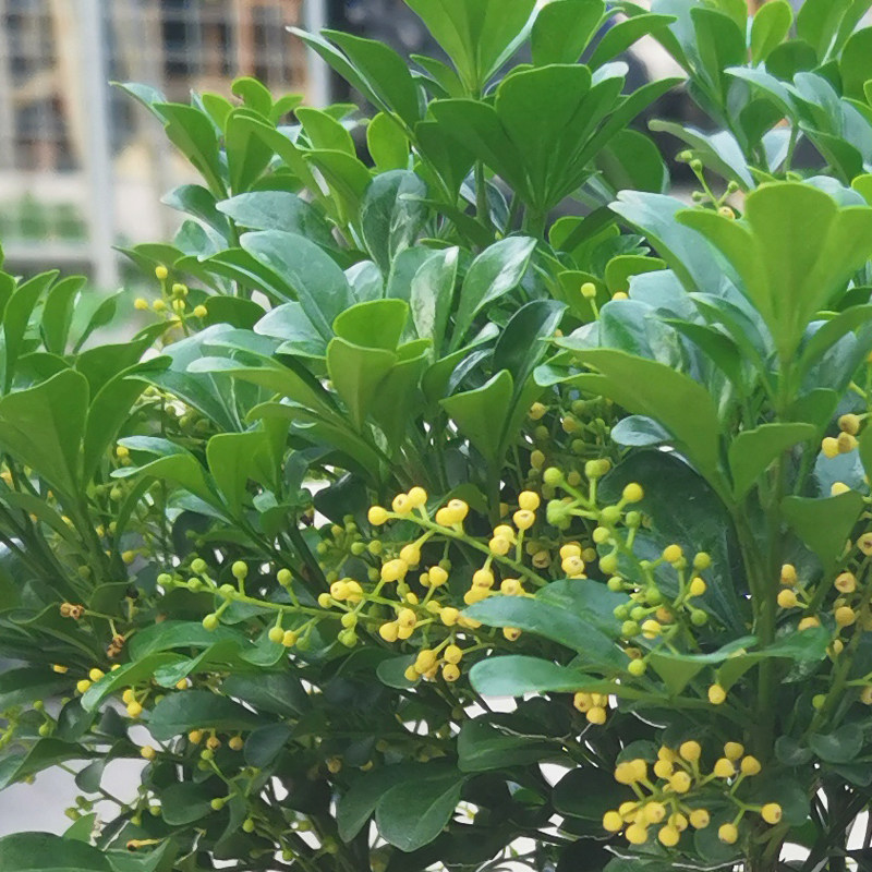 米兰盆栽花卉植物带花苞好养易活阳台庭院多季开花木本树苗小老桩,淘宝优惠券,粉丝福利购,淘宝优惠卷