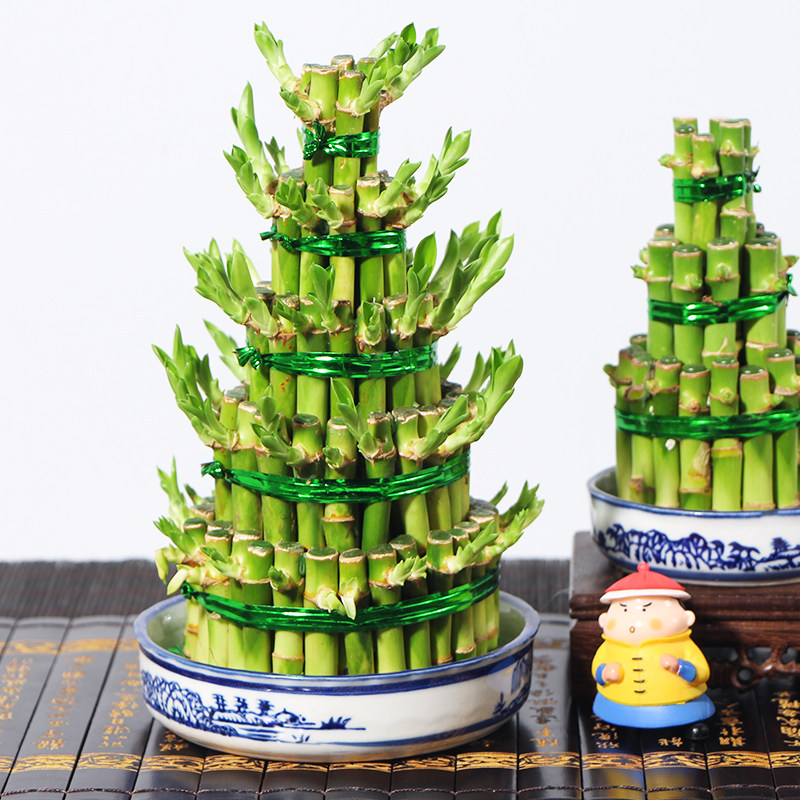 节节高富贵竹塔水培水养绿植盆栽招财转运竹子办公桌开业送礼盆景,淘宝优惠券,粉丝福利购,淘宝优惠卷