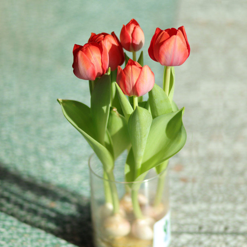 利尤10颗郁金香种球自然球花卉秋冬春耐寒盆栽四季土水培种子花苗,淘宝优惠券,粉丝福利购,淘宝优惠卷