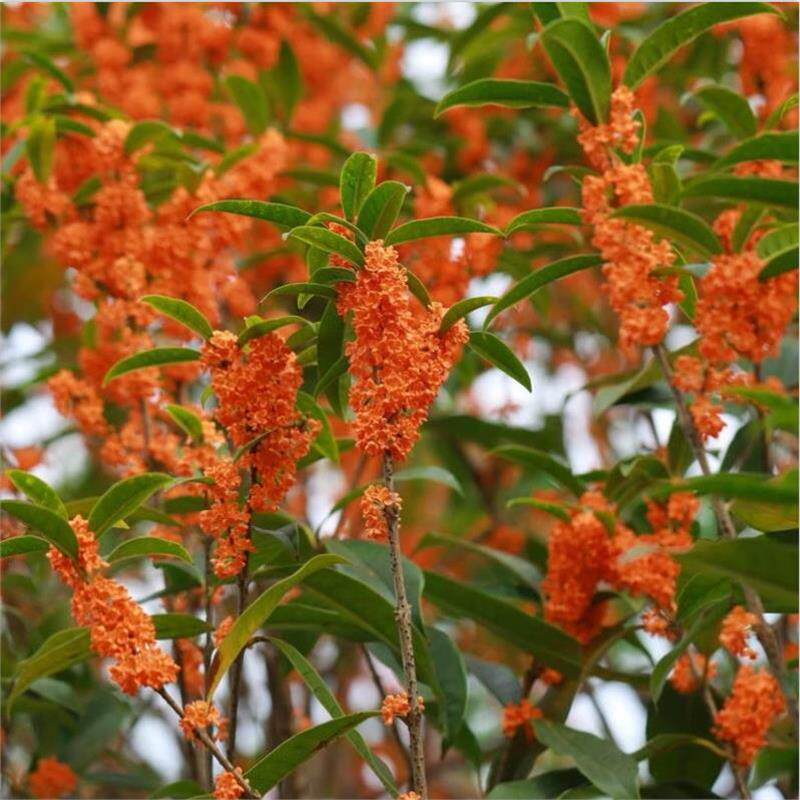 金桂花树苗桂花苗盆栽嫁接苗四季桂室内外浓香型阳台花卉绿植庭院,淘宝优惠券,粉丝福利购,淘宝优惠卷